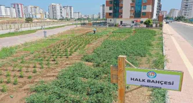 Bu bahçeden sebze toplamak ücretsiz