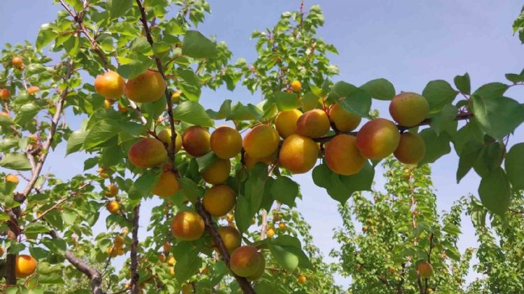 Mersin’de kayısı hasadı başladı, üretici verimden memnun