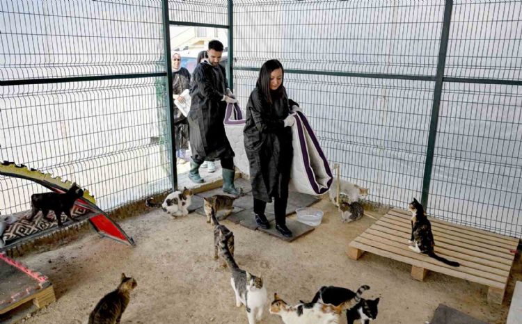 Mersin’de gönüllüler patili dostlarına destek oluyor