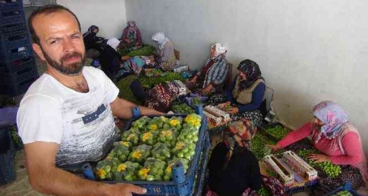 İlk çıktığında 500 liraydı, şimdi kilosu 20 ila 50 lira arasında satılıyor