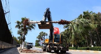 Bisiklet yolu proje alanındaki palmiyeler taşınıyor