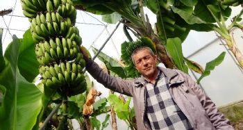 Korona'ya inat Türk çiftçisi üretiyor