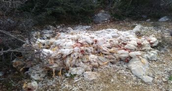 Yüzlerce ölü tavuğu doğaya attılar