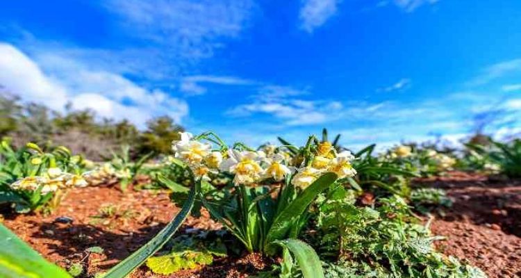 Hırsızlık zanlıları kaza sonrası tamirciye gidince yakayı ele verdi