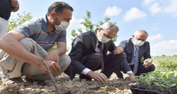 Başkan Bozdoğan, yerli tohumları toprakla buluşturdu