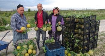 Silifke'de örtü altı kavun hasadı başladı