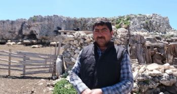 Mersin'de kurtların saldırısına uğrayan 70 küçükbaş hayvan telef oldu