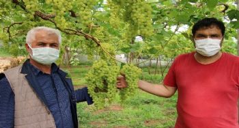 Turfanda üzüm çıktı