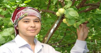 YILIN İLK ÖRTÜ ALTI KAYISI HASADI BAŞLADI
