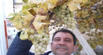 Tarsus'ta kışın ortasında dalında üzüm yetişiyor