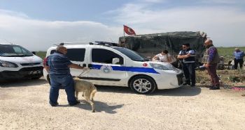 Direğe bağlanıp aç bırakılan köpekler kurtarıldı