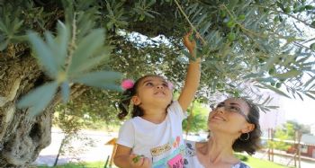 Bin 500 yıllık ‘anıt ağaç' zeytin verdi