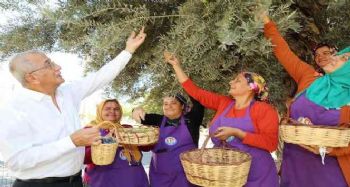 Bin 204 yaşındaki zeytin ağacı hasat edildi