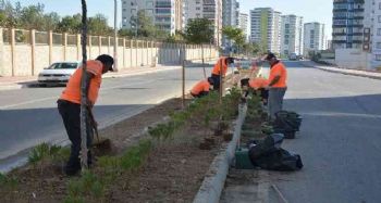 Mersin'de binlerce zakkum fidanı toprakla buluşuyor