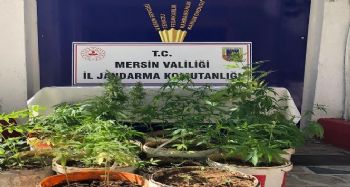 Mersin'de 259 kök kenevir bitkisi ele geçirildi