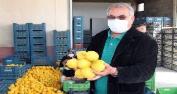 Mersin'de limon hasadı tamamlandı