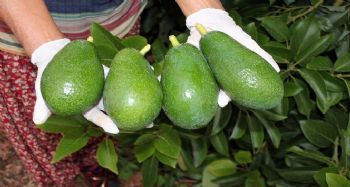 Avokado yağı için AR-GE çalışması