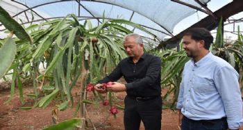 Mersin'de pitaya üretimi yaygınlaşıyor