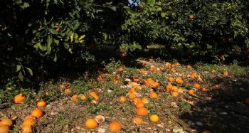 Aşırı yağış ve fırtına narenciyeyi dibine döktü, üretici perişan oldu