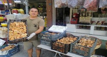 Sarı çam mantarı dağ köylülerinin geçim kapısı oldu
