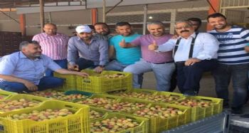Mut'ta kayısı üreticisi sezonu mutlu kapattı