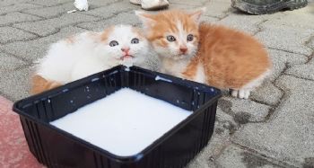 Küçük İsmet kedi yavrularını annelerine kavuşturdu
