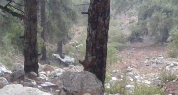 Mersin’de araç uçuruma yuvarlandı, sürücü ağır yaralandı