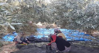 ZEYTİN ALTIN YILINI YAŞIYOR