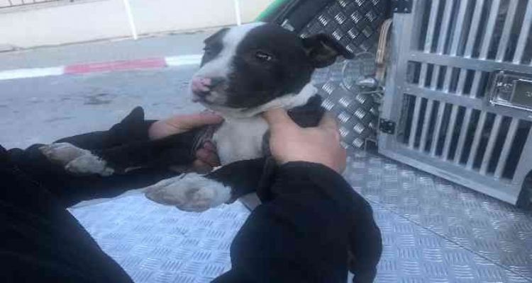 Mersin'de 7 yasaklı ırk türü köpeğe el konuldu
