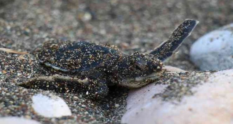 Sona kalan caretta caretta yavruları denizle buluşturuldu