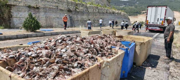 Seyir halindeki tırın dorsesi patladı, 15 ton balık atığı yola saçıldı
