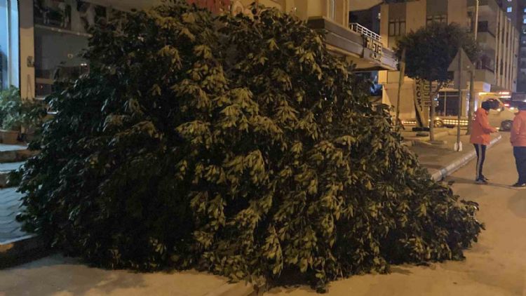 Mersin’de şiddetli rüzgar ağaçları devirdi