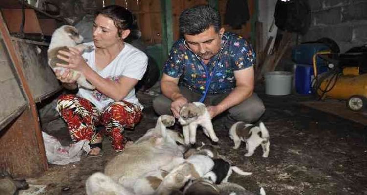 Sokak köpeği ile yavrularına sahip çıktı