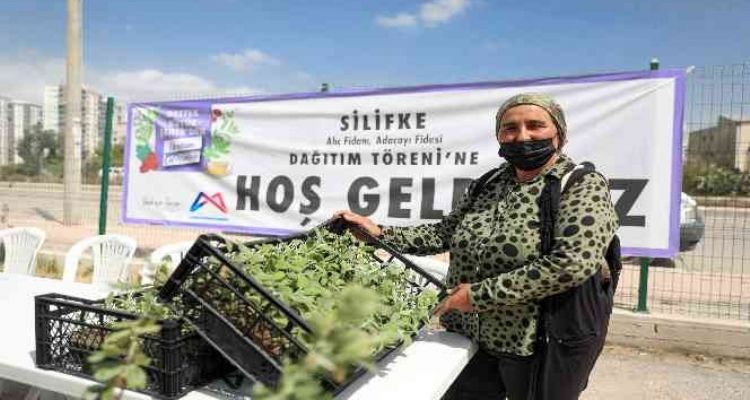 Silifke'de üreticilere alıç ve adaçayı fidesi dağıtıldı