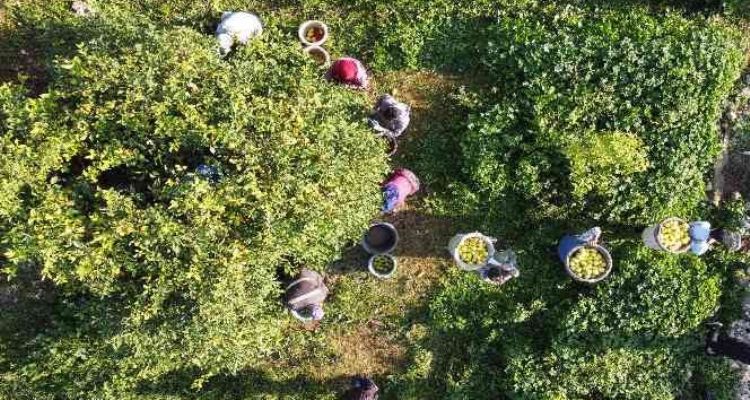Vali makası eline aldı, kestiği limonları küfeyle taşıdı
