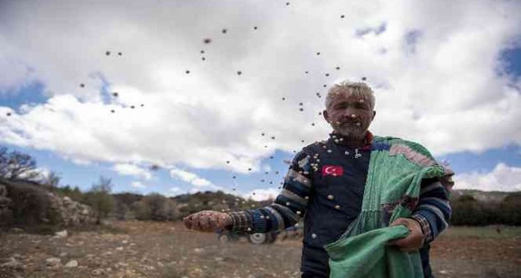Gülnar'da atalık nohut tohumları toprakla buluştu