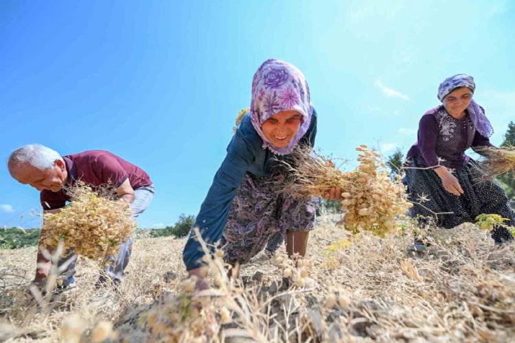 Gülnar’da atalık tohum desteğiyle üretilen nohutlar hasat edildi