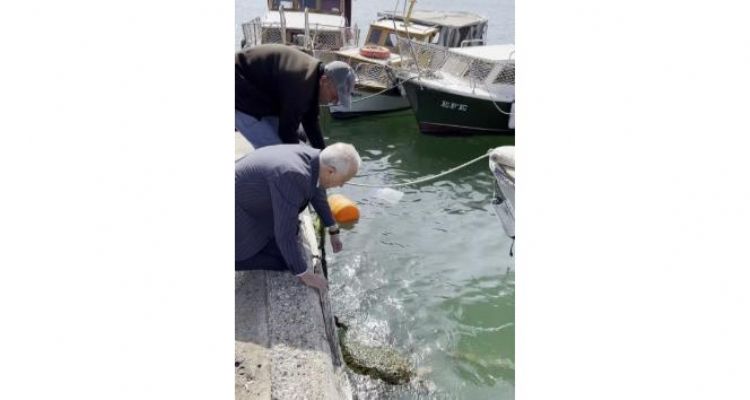 Ağa takılan caretta carettayı belediye başkanı kurtardı