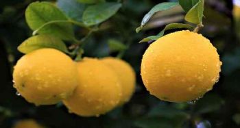 Kilosu 40 kuruşa düşen limon dalında sarardı