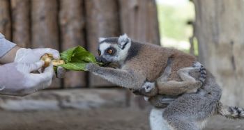Tarsus Doğa Parkı'nda ikiz lemur mutluluğu