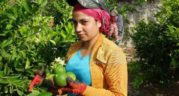 Limon diyarında hasat besmele ile başladı
