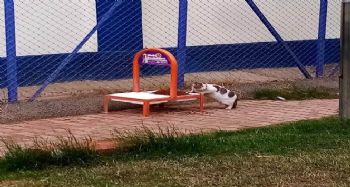 Toroslar'da sokağa çıkma kısıtlamasında sokak hayvanları unutulmadı