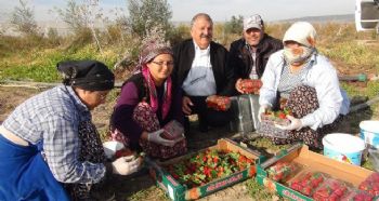 MERSİN’DE KIŞ ORTASINDA AÇIKTA ÇİLEK HASADI