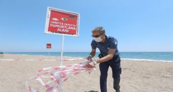 Mersin sahilinde carettaların yeni yumurtlama alanları bulundu