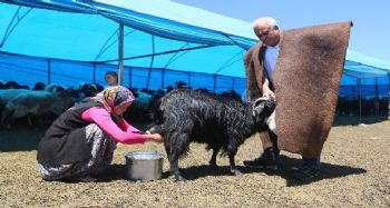 Yörüklerden 2 bin 200 rakımda ekonomiye katkı