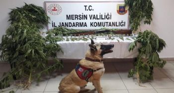 Evin içinde esrar üretimi jandarmaya takıldı