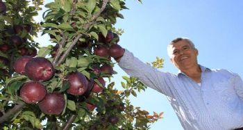 Burada olmaz dediler, şimdi her ağaçtan 100 kilo ürün alıyor
