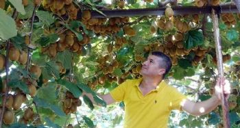 "Burada kivi yetişmez" dediler, şimdi Ukrayna'ya ihraç ediyor