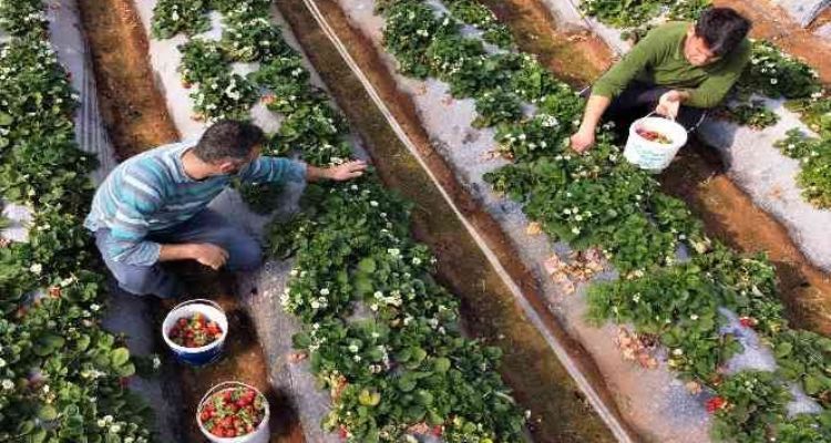 Kilosu 25-30 TL'ye satılan örtü altı çilek, üreticisini sevindiriyor
