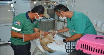 Mersin'de sulama havuzunu düşen tilki ekiplerce kurtarıldı